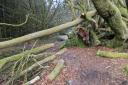 The hacked-back beech tree in the Highlandman's Wood in Rhu