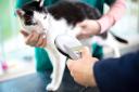 Cat owners have one month left to act before they could face a fine of up to £500 for not having their pet microchipped