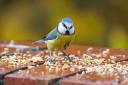 Birds are back in the garden of the Edwards household (Image: Amee Fairbank-Brown/Unsplash.com)