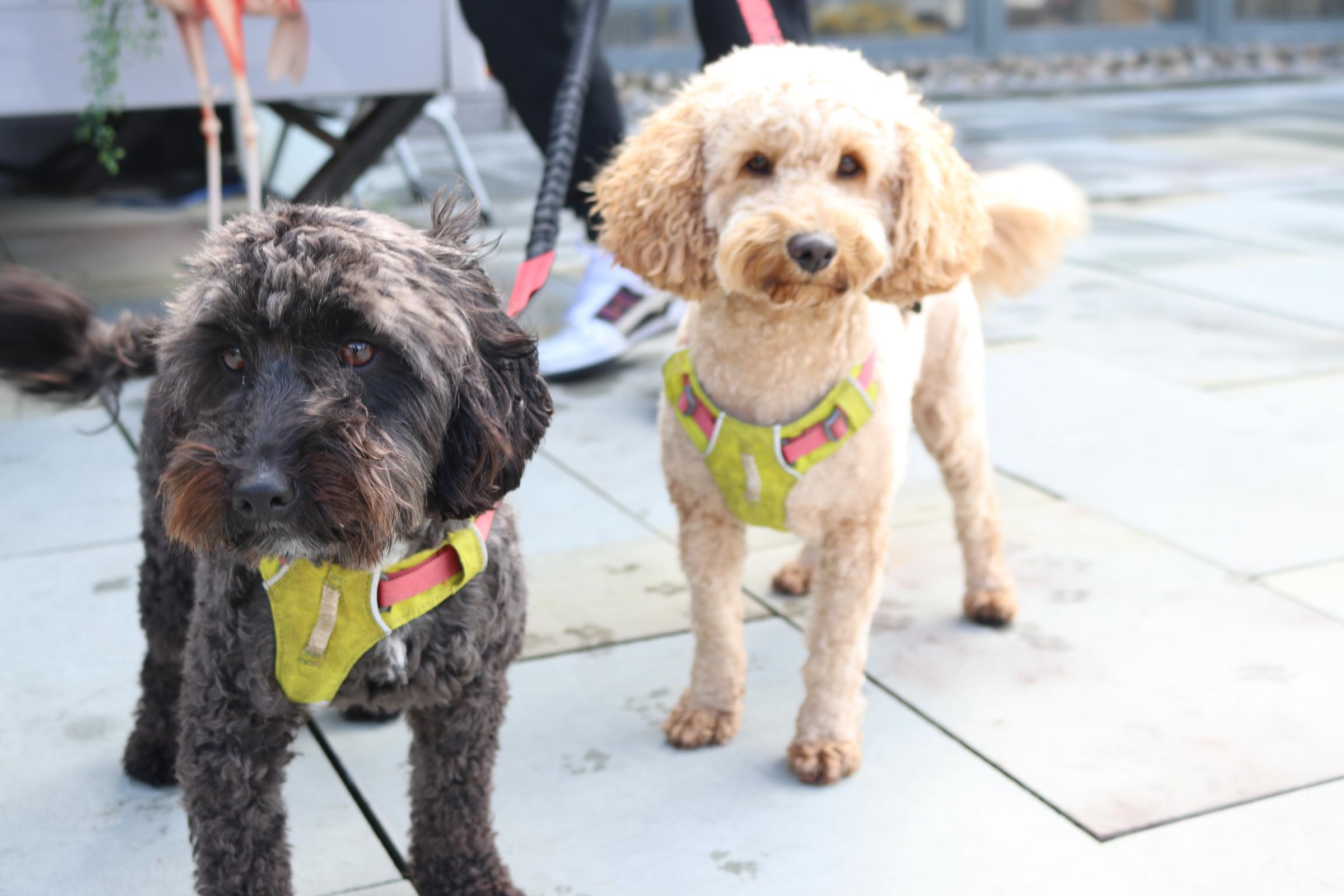 Street Food Sunday attracted furry fans too