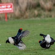 Black grouse are mating in Garelochhead