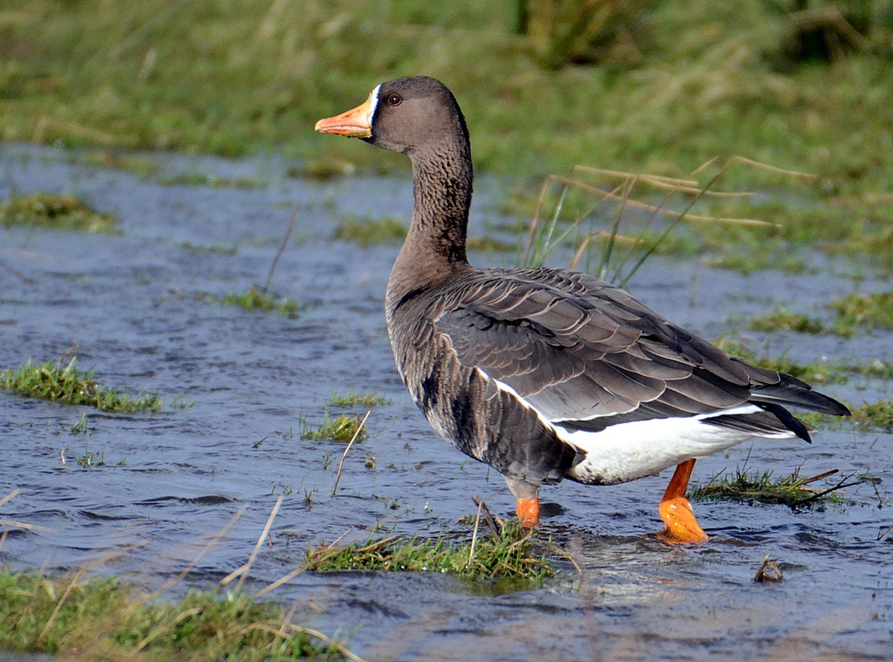 Greenland White Fronted Goose