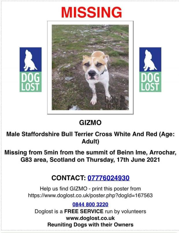Helensburgh Advertiser: Gizmo is three-years-old