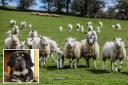 Thirty-five sheep were attacked by the dog - a cross breed known as a New Rottland - Steven Flannigan was walking near Helensburgh
