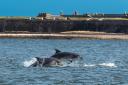 From spots on the Moray, Forth and Clyde Firths, here are the best whale and dolphin watching spots in Scotland