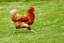 'Sought for questioning'; Three dogs ran off with a chicken in Kilcreggan