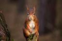 Red squirrels are under threat from their grey counterparts