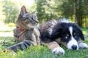 Bless this pet: Special service this weekend to celebrate animal friends