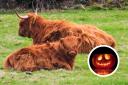 Get up close and personal with Monty and his Ardardan pals - and carve your own pumpkin design at Monty's Farm Park during October