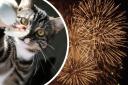 Many pet owners dread Bonfire Night as it can be very distressing for cats and dogs