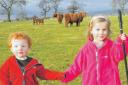 Tom McVeigh and Siobhan Monro found the Highland Cows very cute