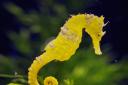 Visitors to the centre can learn all about seahorses during the special event