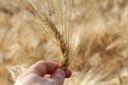 The gluten found in wheat can make coeliac disease symptoms worse
