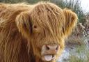 People can learn how to paint their own Highland cow