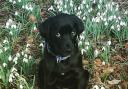 Colin and Louise Burnet's puppy among the snowdrops