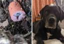 Sausage studded with blue pellets that poisoned 13-year-old Samson