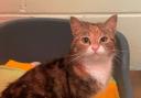 The female cat was found in Arrochar on Tuesday