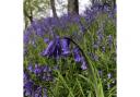 This local garden has been named as a top venue to enjoy bluebells this spring
