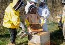 Bee School teams up with honey brand to bring Loch Lomond visitors a sweet experience
