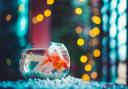 Mike Edwards’ goldfish sparked a straightforward insurance claim for a new carpet - but would it be such a simple exercise today? Image: Ahmed Hasan/Unsplash.com)