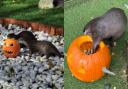 The otters enjoyed their Hallowe'en fun