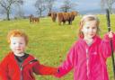 Tom McVeigh and Siobhan Monro found the Highland Cows very cute