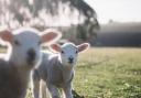 Locals can get up close with newly born lambs at Ardardan and Shemore this spring.