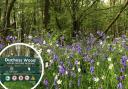 Duchess Wood offers a wonderful celebration of natural beauty