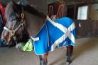 Meet the horse marching for Scottish independence
