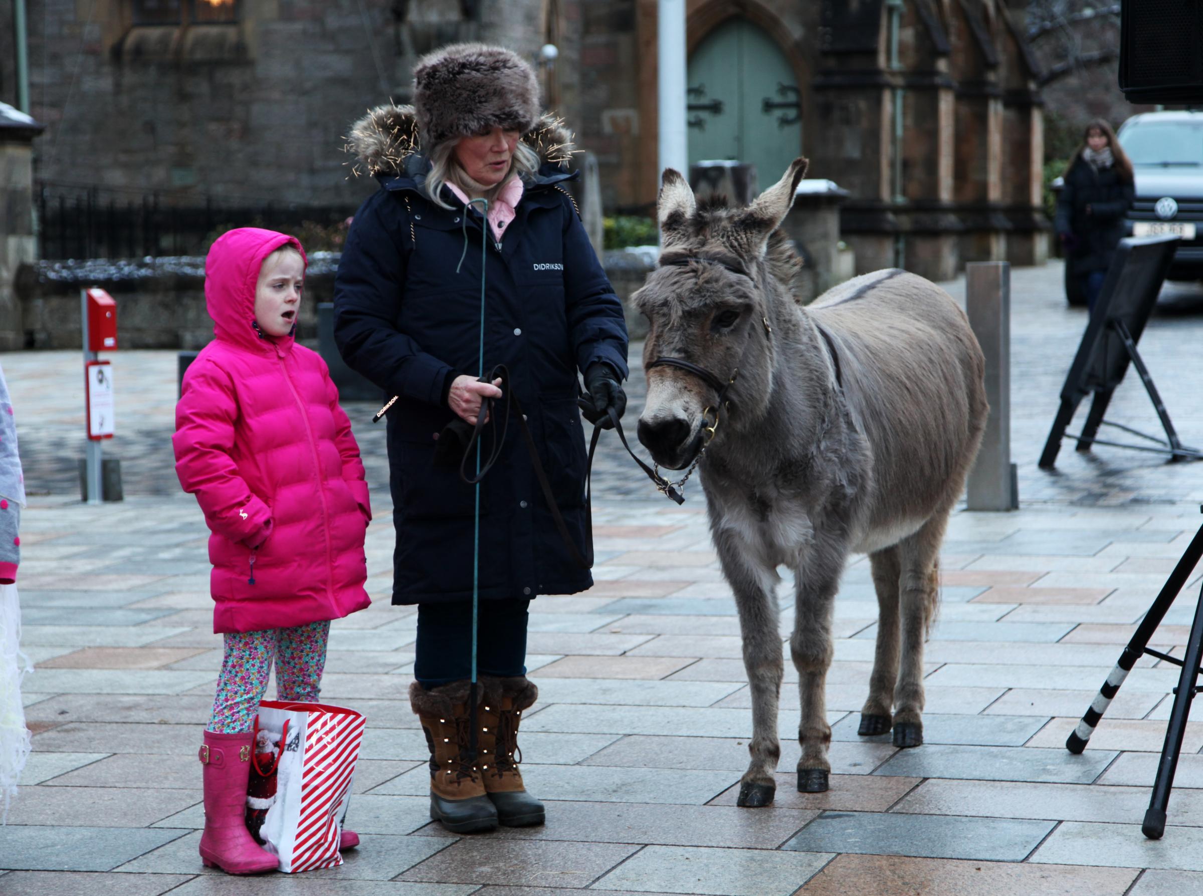 Elise the donkey at the Nativity in the Square.