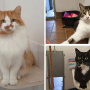 Scottish SPCA centre appeals for much needed donations of cat food and litter for their 28 felines