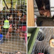 The Scottish SPCA said it had no concern for the welfare of a flock of chickens at Aldonaig Farm in Rhu