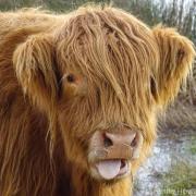 People can learn how to paint their own Highland cow
