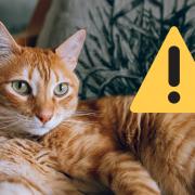 The SSPCA has issued a warning to cat owners