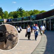 Top Dogs returns to Loch Lomond Shores on Saturday