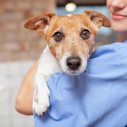 The Petplan Veterinary Awards take place in March