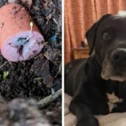 Sausage studded with blue pellets that poisoned 13-year-old Samson