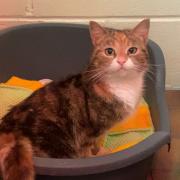 The female cat was found in Arrochar on Tuesday