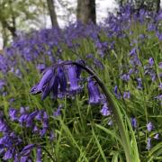 This local garden has been named as a top venue to enjoy bluebells this spring