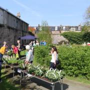 Helensburgh and Gareloch Horticultural Society  held their plant sale at James Street Community Gardens