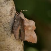 Geilston Garden will host a 'moth morning' event