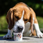 Dogs can enjoy some free ice-cream