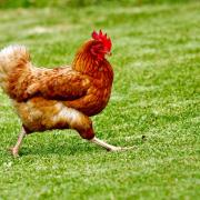 'Sought for questioning'; Three dogs ran off with a chicken in Kilcreggan