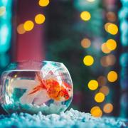 Mike Edwards’ goldfish sparked a straightforward insurance claim for a new carpet - but would it be such a simple exercise today? Image: Ahmed Hasan/Unsplash.com)