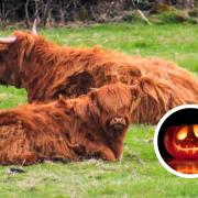 Get up close and personal with Monty and his Ardardan pals - and carve your own pumpkin design at Monty's Farm Park during October