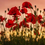 The service will mark Remembrance Sunday and honour local veterans