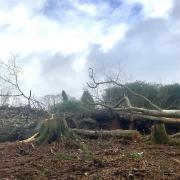 Native broadleaf trees cut down at Blairvadach