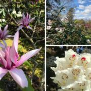 Glenarn's glorious gardens, with their long and illustrious history, reopen for the season this week