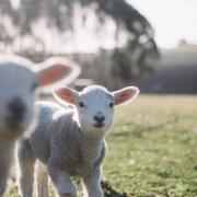 Locals can get up close with newly born lambs at Ardardan and Shemore this spring.