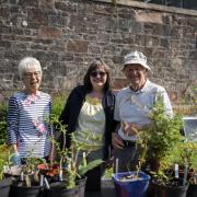 PICTURES: Bloomin' lovely plant sale brings in the crowds to Helensburgh